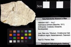 Foto (Objket + Etiketten) von Goniodromites bidentatus (Reuss, 1859) 